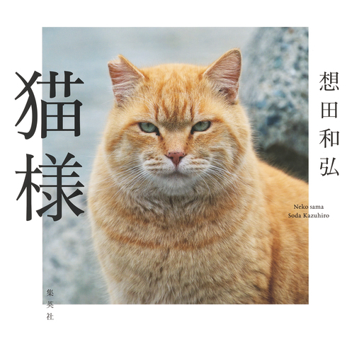 猫Hoshitam☆SS 様 猫様／想田和弘 | 集英社 ― SHUEISHA ―