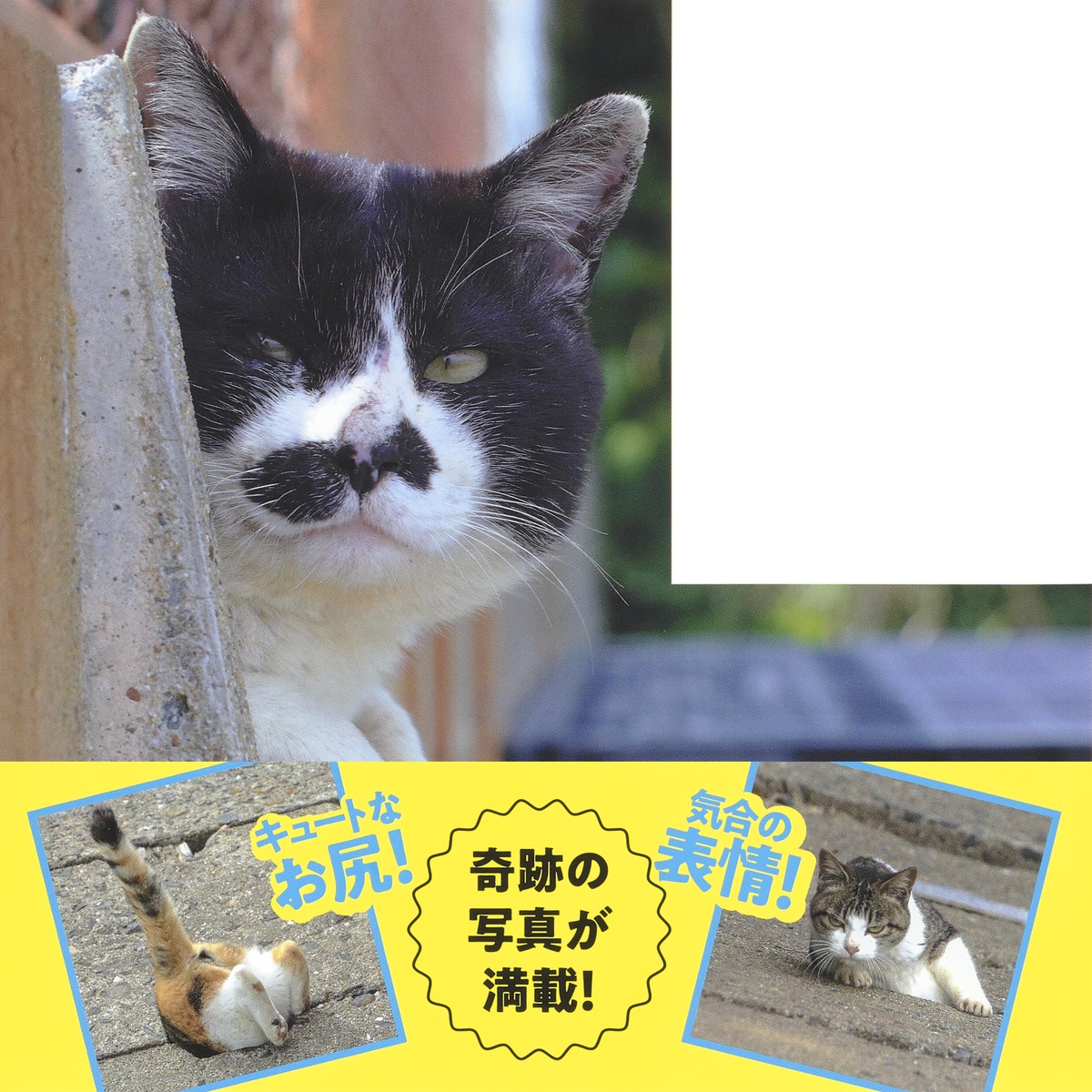 あなねこ 画像3